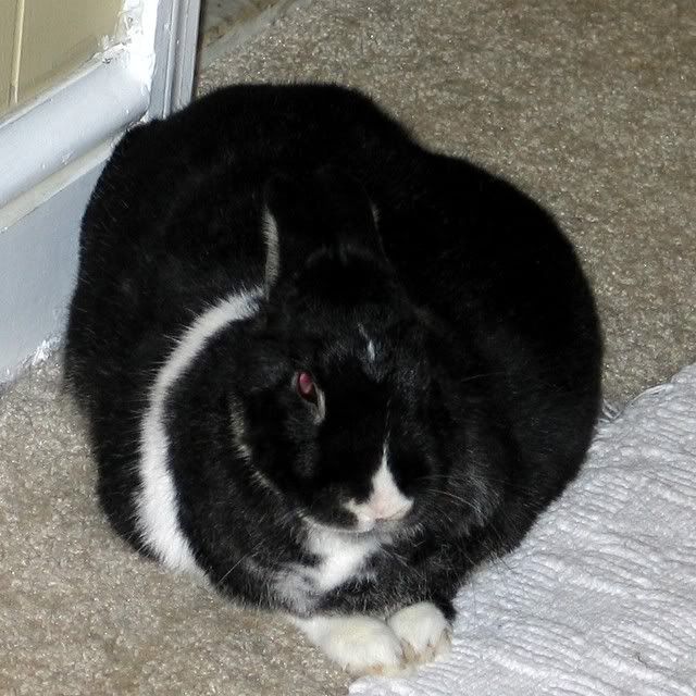 rabbit pippin,bunny tumor