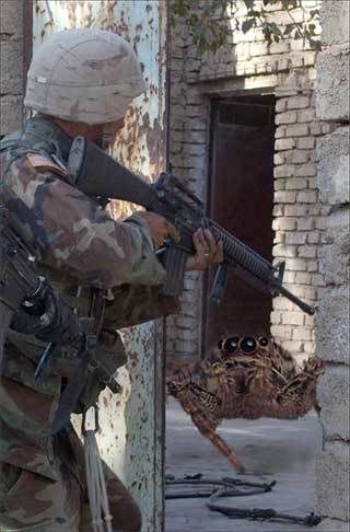 soldiers-spider.jpg