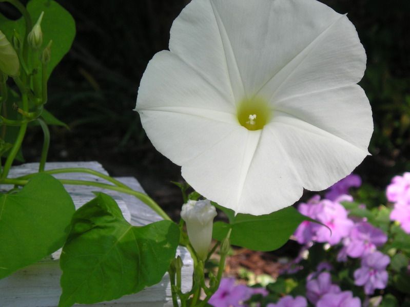 whiteflower.jpg
