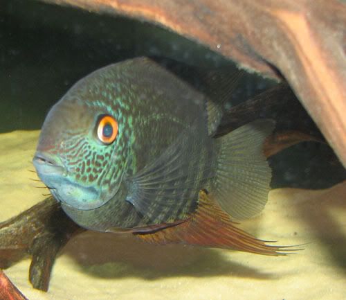 Severum Confusion | MonsterFishKeepers.com