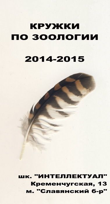 photo feather_sm_zps1e79f44c.jpg