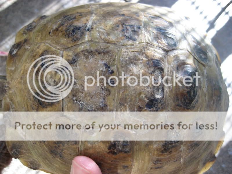 Best way to treat shell damage on rescued russian | Tortoise Forum