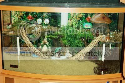 hermit crab tank accessories