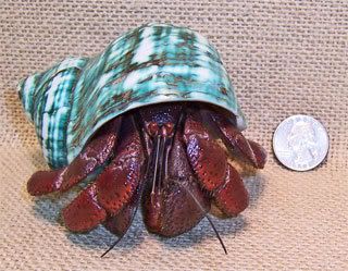 Proper Hermit Crab Care